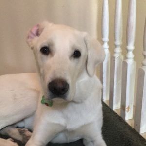 Meet your Posher, Andy